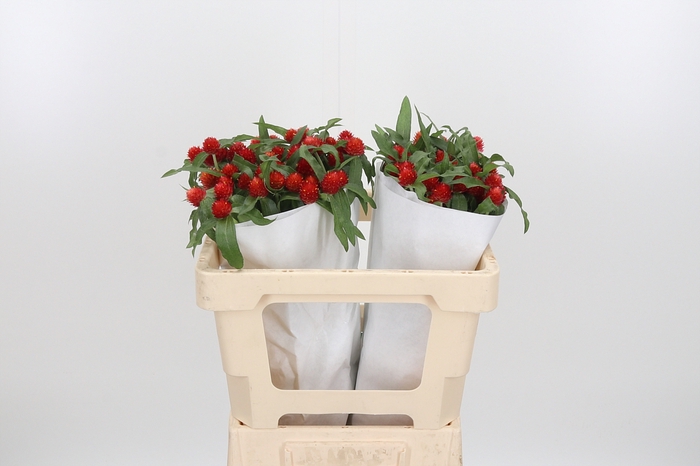 <h4>Gomphrena Gl. Strawberry</h4>