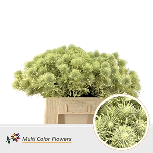 Eryngium Creme