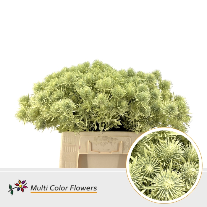 <h4>Eryngium Creme</h4>