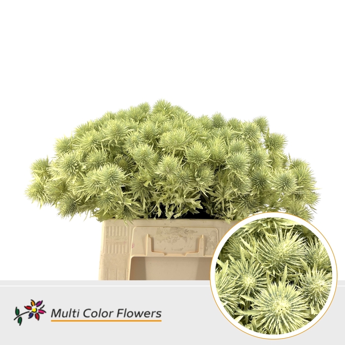 <h4>Eryngium Creme</h4>