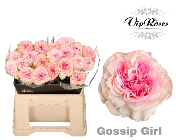 <h4>R Gr Gossip Girl X20</h4>