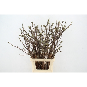 MAGNOLIA SUPERBA 110CM