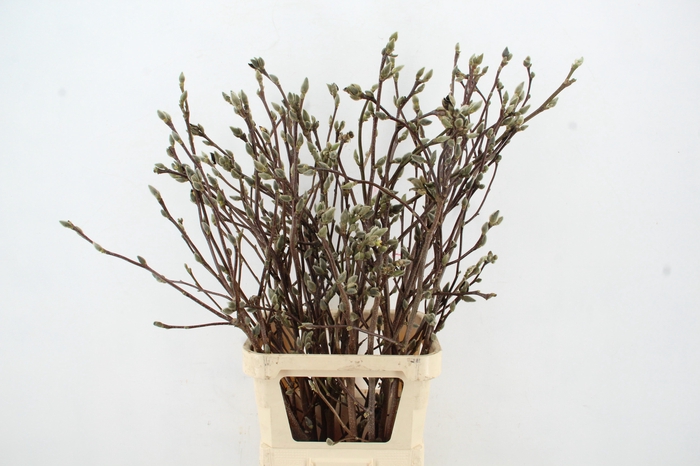 <h4>MAGNOLIA SUPERBA 110CM</h4>