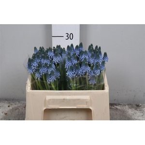 Muscari Carola