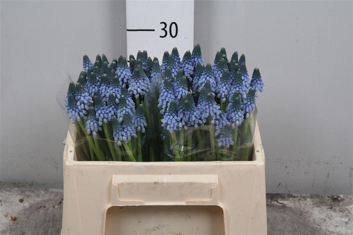 <h4>Muscari Carola</h4>