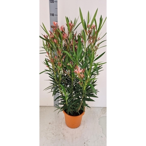 NERI OLEANDER