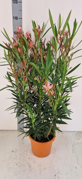 <h4>NERI OLEANDER</h4>
