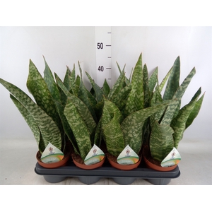 Sansevieria   ...