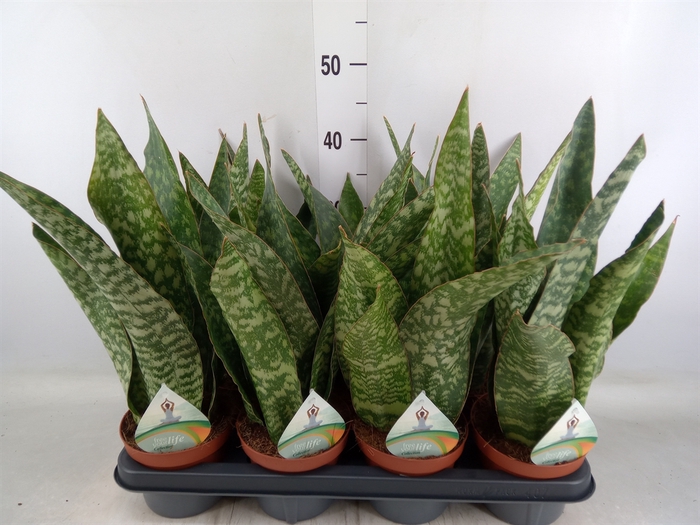 <h4>Sansevieria   ...</h4>