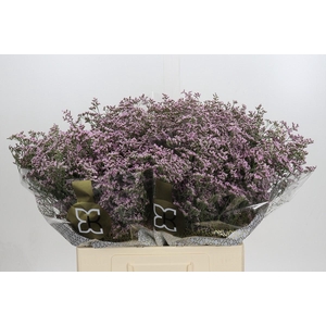 Limonium ov Safora Oshi Pink