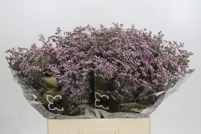 <h4>Limonium ov Safora Oshi Pink</h4>