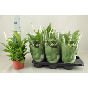 SPATH PEARL CUPIDO