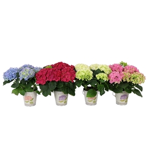 Hydrangea 10cm 3-5 bloemen in Metal Bucket