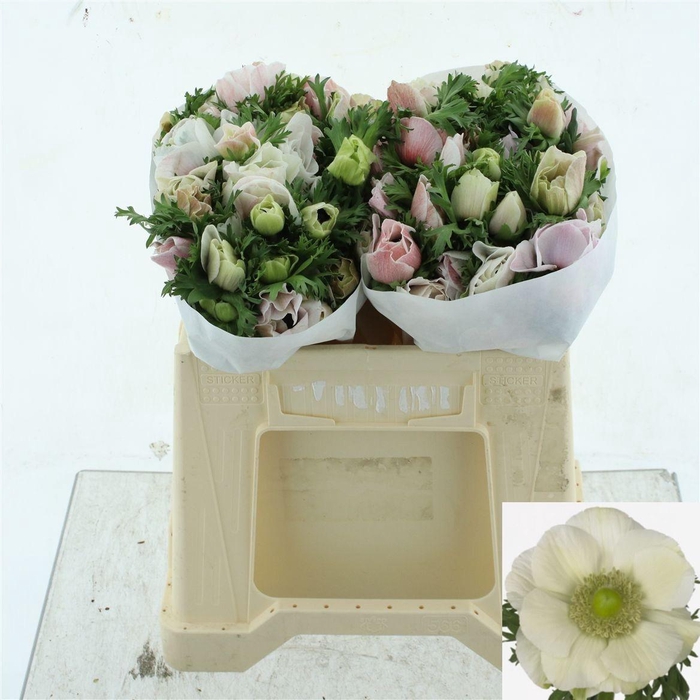 <h4>ANEM CO MIS + WHITE</h4>