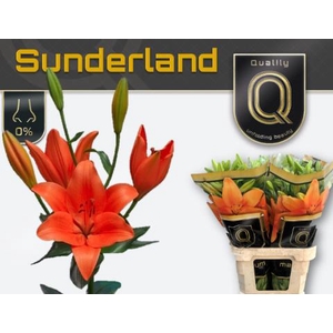 LI LA SUNDERLAND