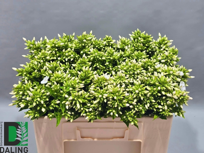 <h4>PHLOX P ICECAP</h4>