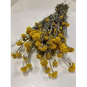 DROOG SANFORDII YELLOW BS