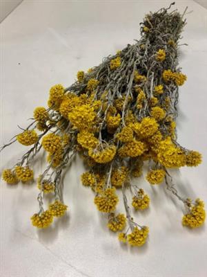 <h4>DROOG SANFORDII YELLOW BS</h4>