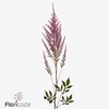 Astilbe romanze
