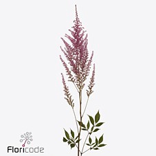 <h4>Astilbe romanze</h4>