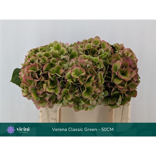 <h4>Hydr Verena Classic Green 50 cm Vicini</h4>