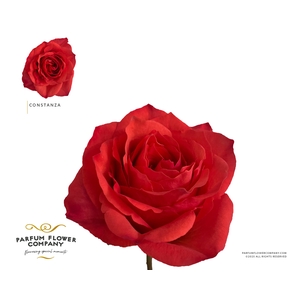 Rosa Garden Constanza