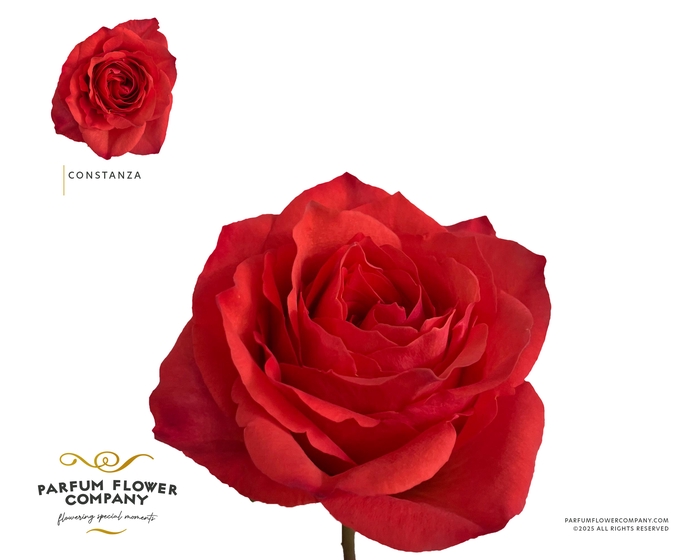 <h4>Rosa Garden Constanza</h4>
