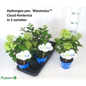 HYDR PA BLOOM MIXK