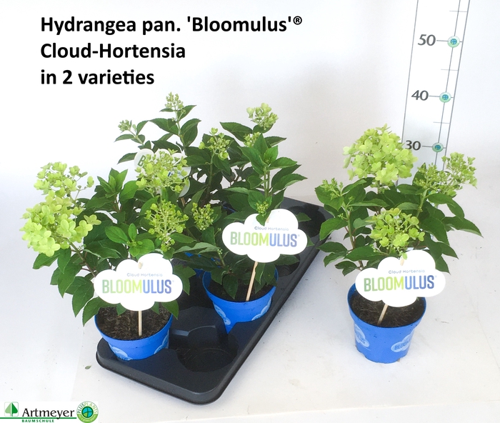 <h4>HYDR PA BLOOM MIXK</h4>