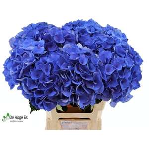 HYDR M ROY CROWN BL