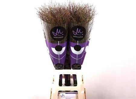 <h4>Panicum Warrior</h4>