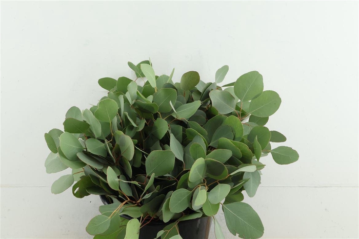 <h4>Euc Populus Short</h4>