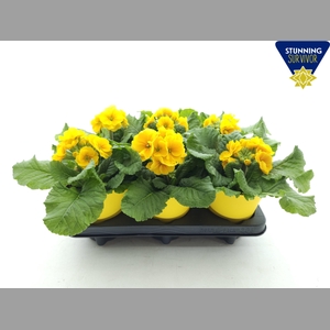 PRIM EL SIBEL GOLDGE