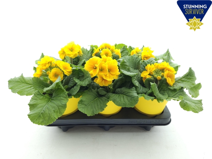 <h4>PRIM EL SIBEL GOLDGE</h4>