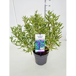 Caryopteris x clandonensis