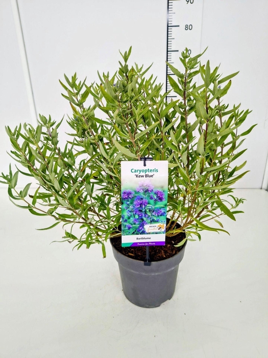 <h4>Caryopteris x clandonensis</h4>
