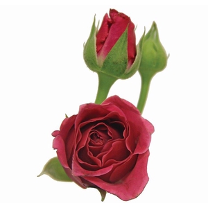 ROSA SPRAY HOT MAJOLIKA 040 CM
