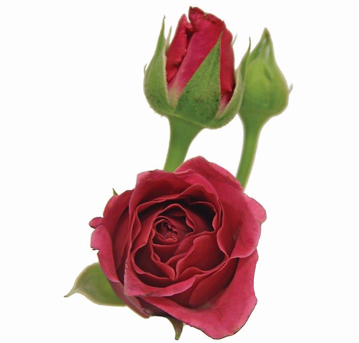 <h4>ROSA SPRAY HOT MAJOLIKA 040 CM</h4>