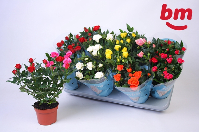 <h4>RO B MONDE GEM 7 SRT</h4>