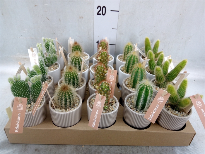 <h4>Cactus   ...</h4>