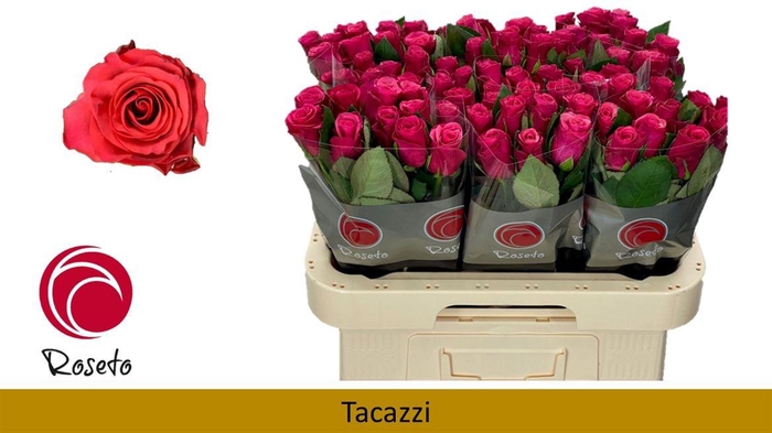 <h4>R Gr Tacazzi+</h4>