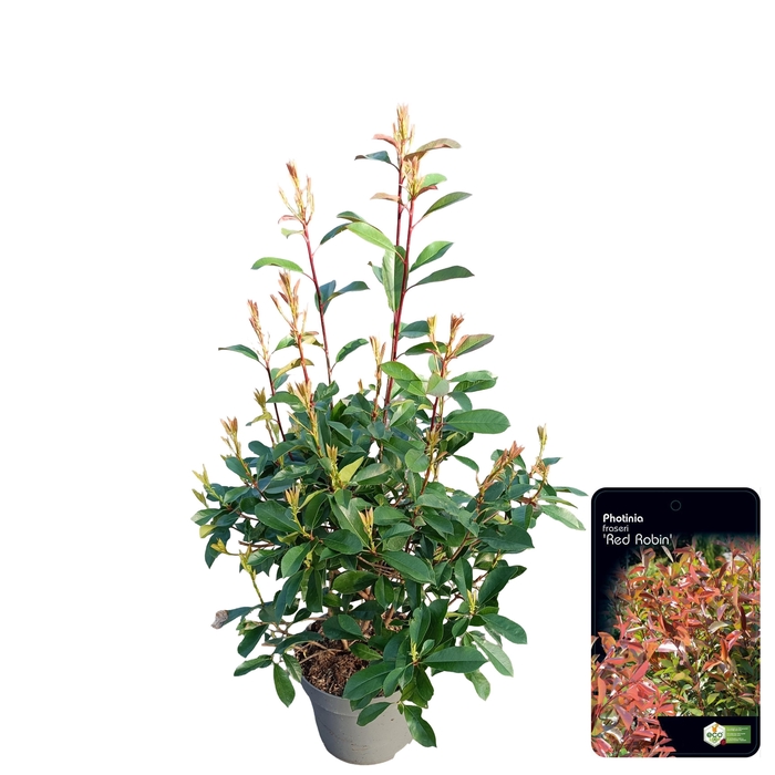 <h4>Photinia fras. 'Red Robin'</h4>