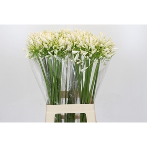 Agapanthus FU 'White Heaven'