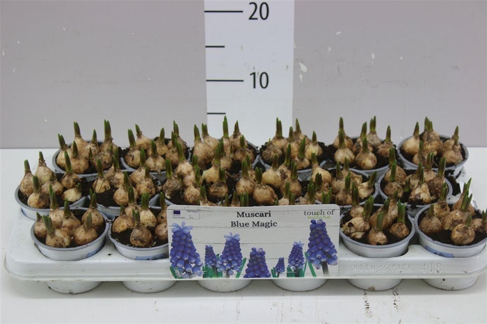 <h4>Muscari Blue Magic</h4>
