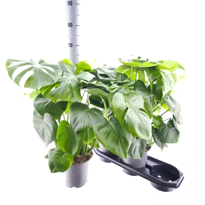 <h4>MONSTERA DELICIOSA</h4>