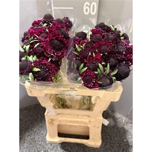 Scab At F Scoop B Purple