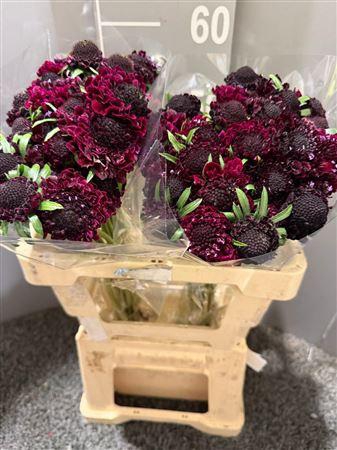 <h4>Scab At F Scoop B Purple</h4>