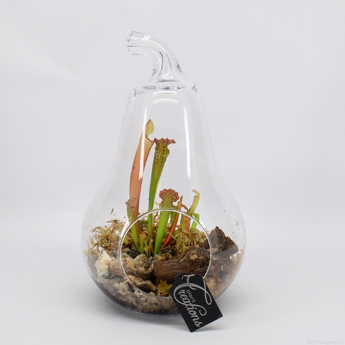 CARNI-2408 Carni creatie terrarium