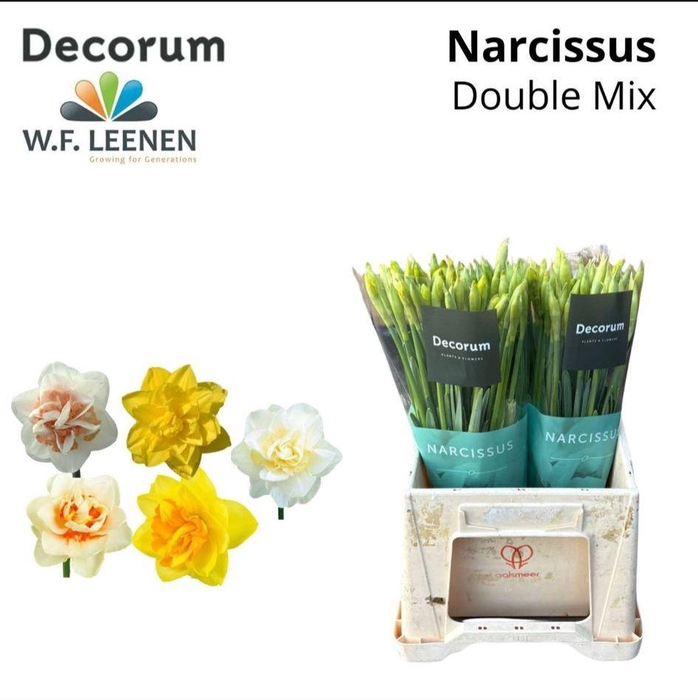 <h4>Narcissus Double Paradise Mix 566</h4>