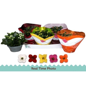!! PROMO !! KALANCHOE MIX P23